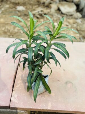 Song Of India Green