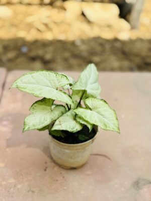 Syngonium Green