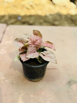 Syngonium Pink