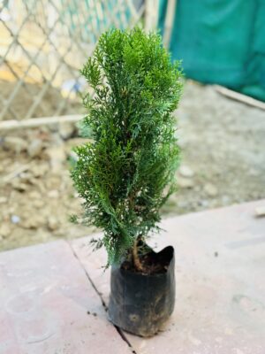 Thuja