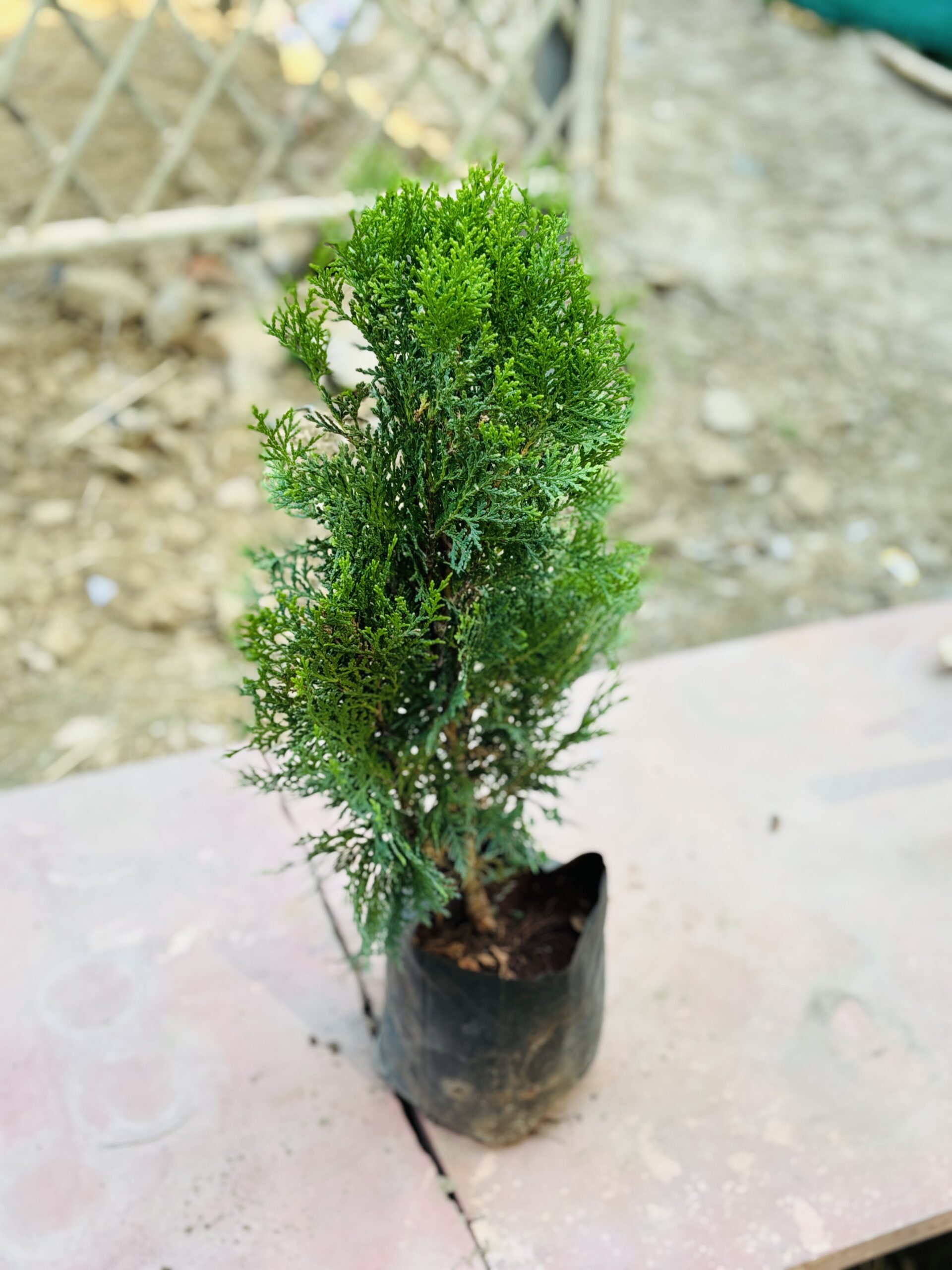 Thuja - Image 2