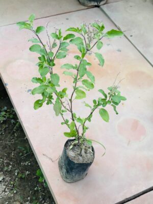 Tulse Rama
