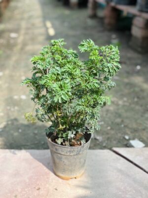 Aralia