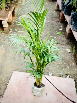 Areca Palm