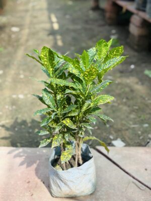 Baby Croton