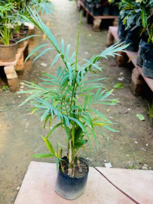 Bamboo Palm