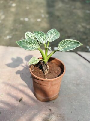Birkin Plant