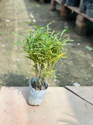 Chironji Croton