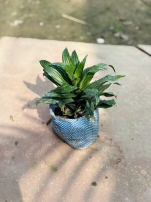 Dracaena Compacta