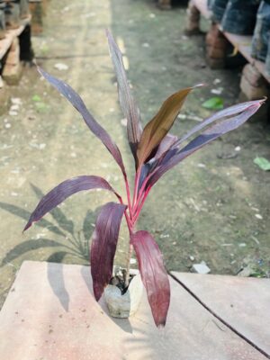 Dracaena Rosea