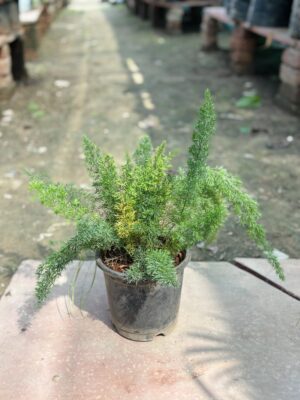Foxtail