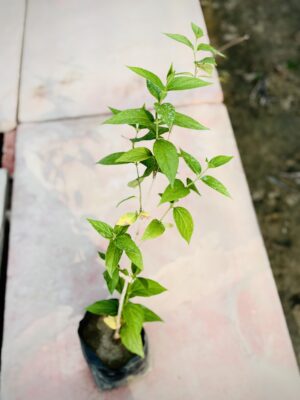 Harsingar Parijat
