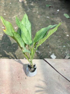 Ice Aglaonema