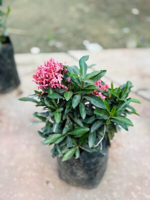 Ixora Pink