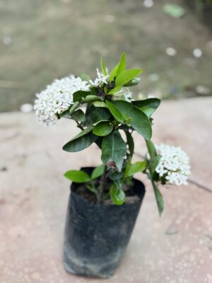 Ixora White