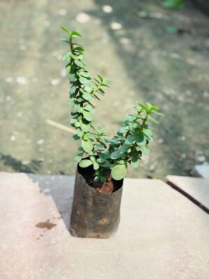 Jade