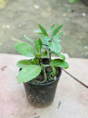 Kalanchoe Pinnate