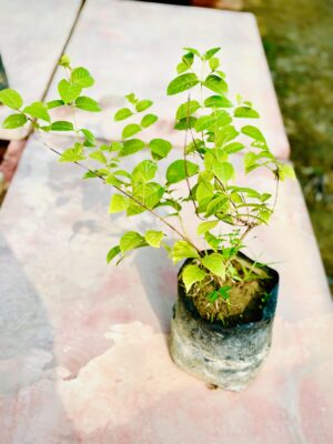 Madhumalti