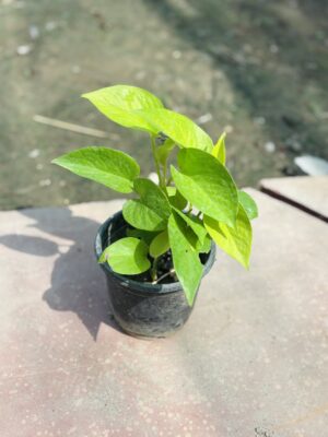Money Plant Green