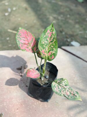 Pink Aglaonema