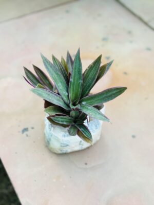Rheoe Plant