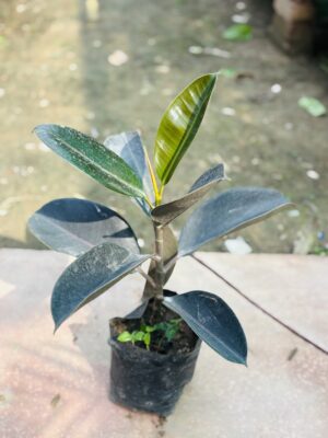 Rubber Plant