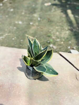 Snake Flower