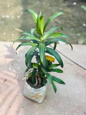 Song Of India Green