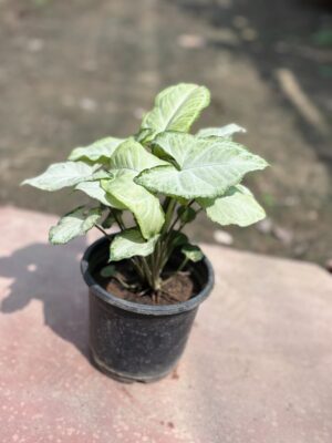 Syngonium Green