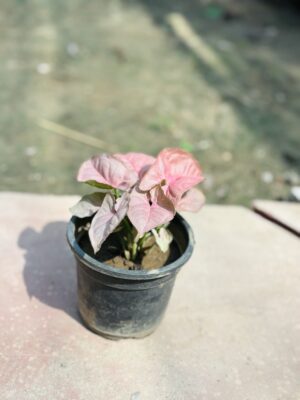 Syngonium Pink