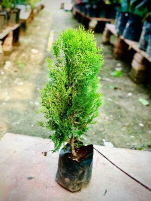 Thuja
