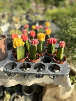 Moon Cactus