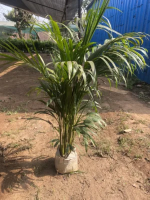Areca Plam Large