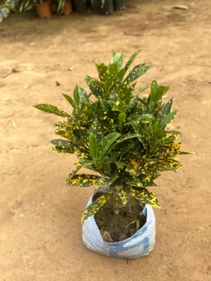 Baby Croton