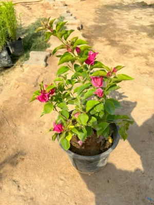 Bougainvillea Pink
