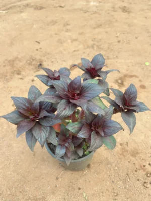 Coelius Dark Purple