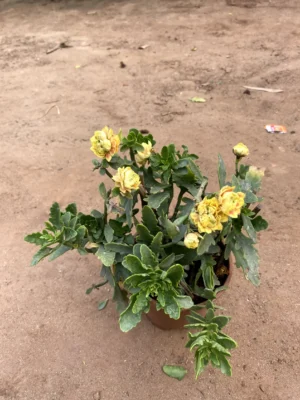 Kalanchoe Yellow