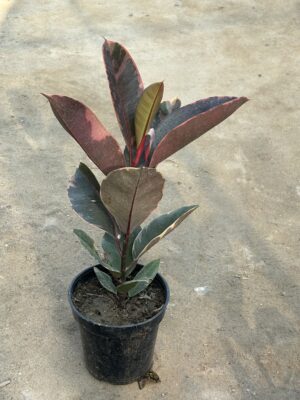 Rubber Plant Red Small